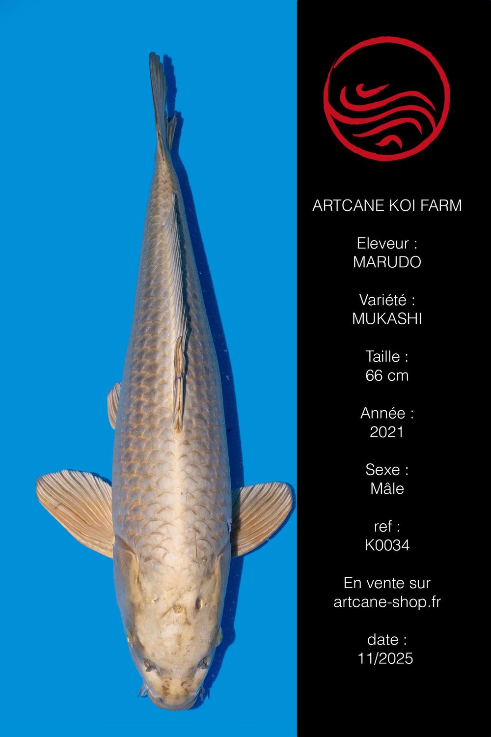 Mukashi Ogon 66 CM Mukashi Ogon 66 CM