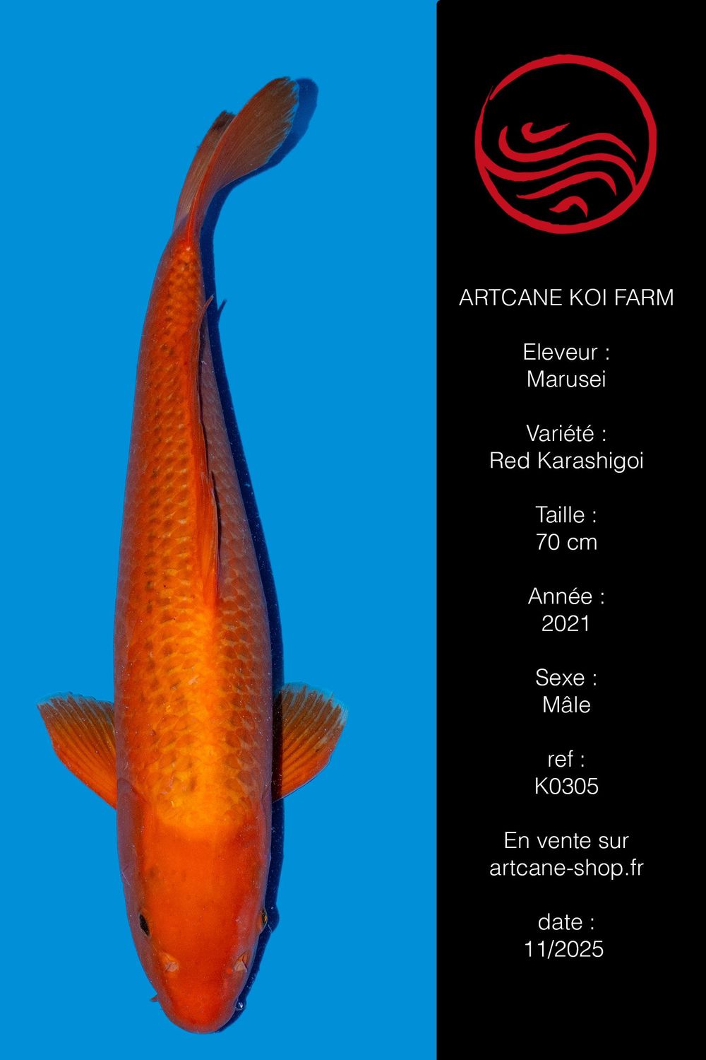 Red Karashigoi 70 cm Red Karashigoi 70 cm