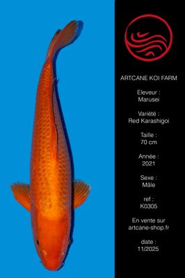 Red Karashigoi 70 cm