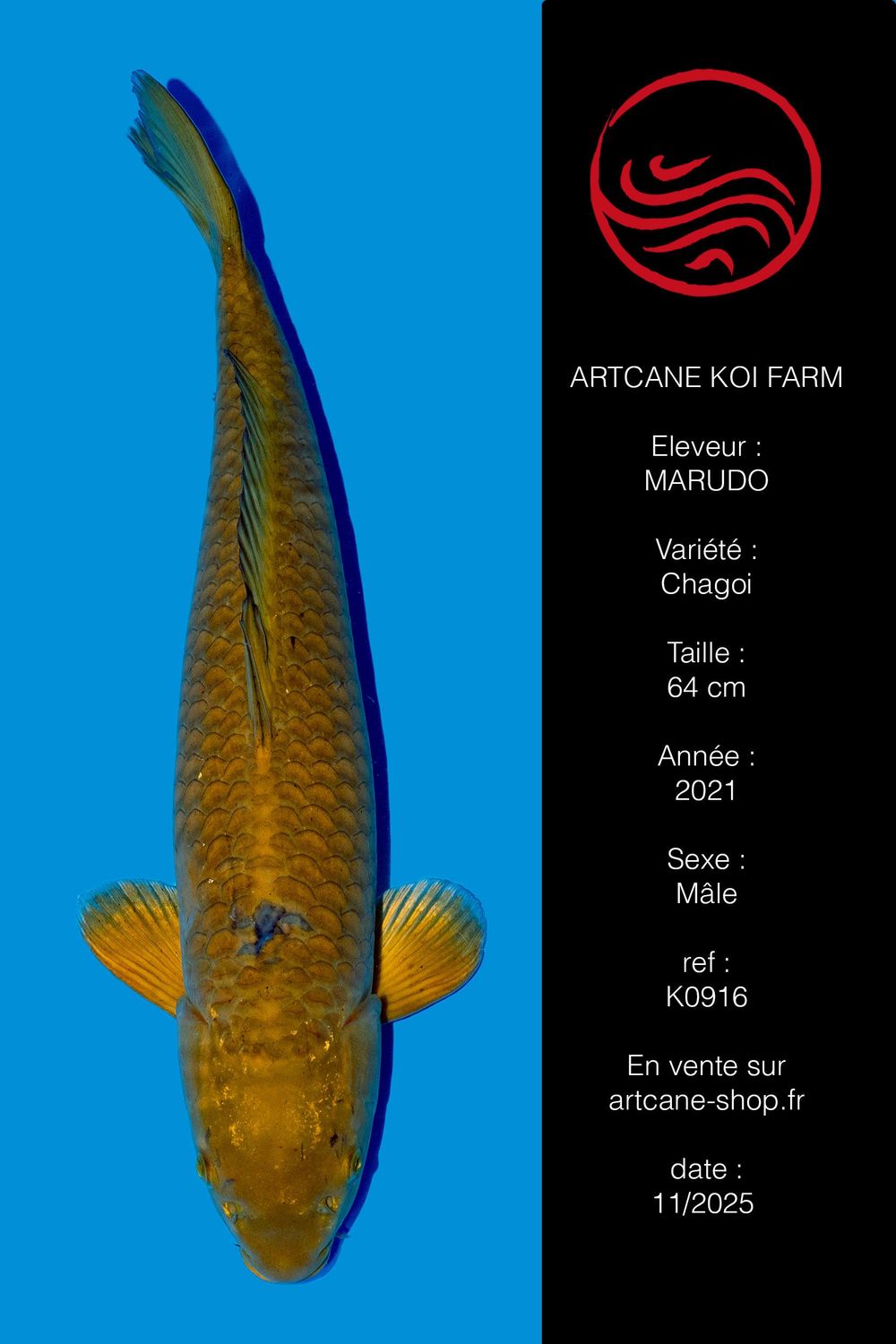 Chagoi 64 cm Chagoi 64 cm