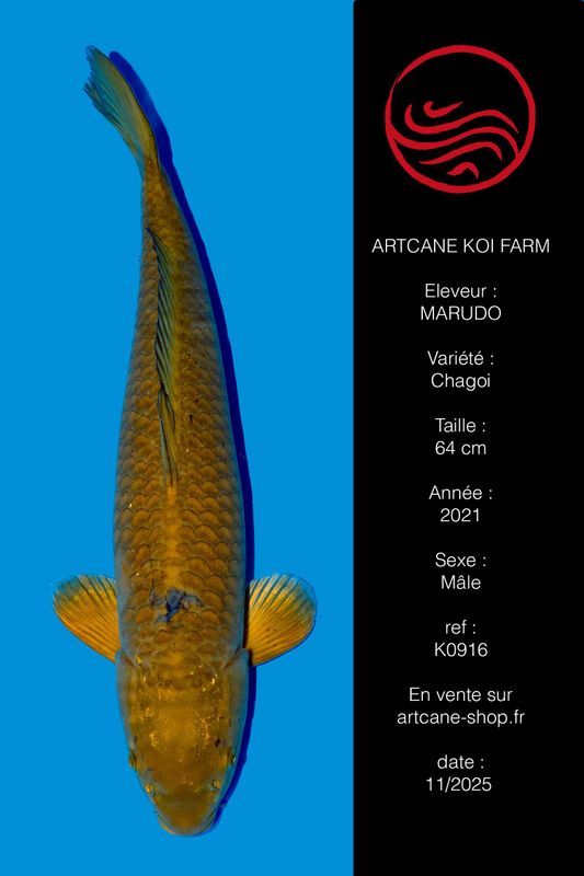 Chagoi 64 cm Chagoi 64 cm