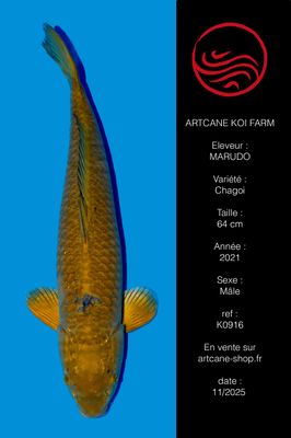 Chagoi 64 cm Chagoi 64 cm