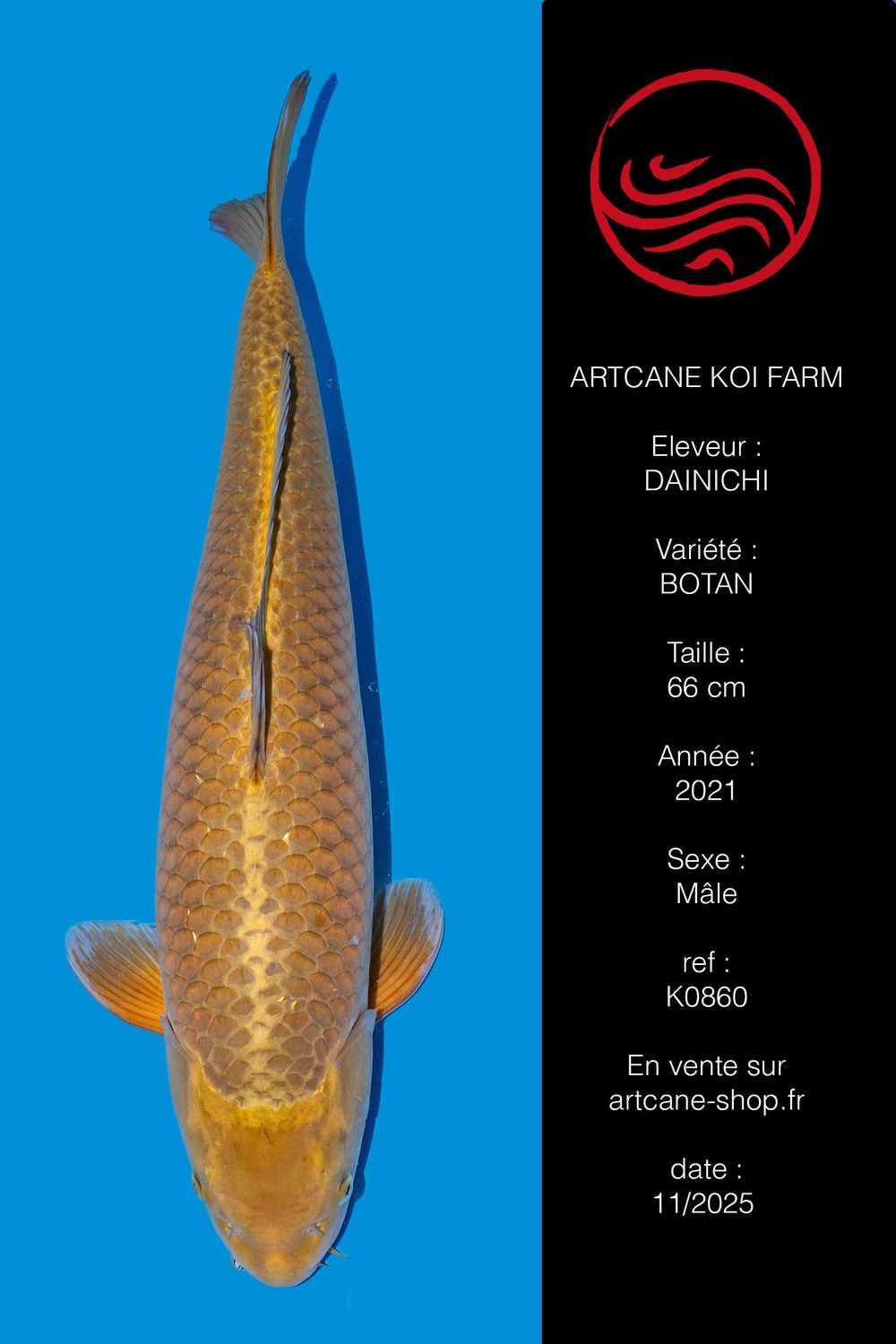 Botan (Yamabuki) 70 cm Botan (Yamabuki) 70 cm