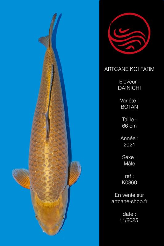 Botan (Yamabuki) 70 cm Botan (Yamabuki) 70 cm