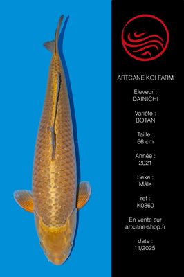 Botan (Yamabuki) 70 cm