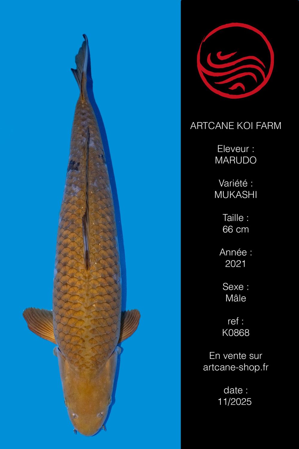 Ochiba Shigure 70 cm Ochiba Shigure 70 cm