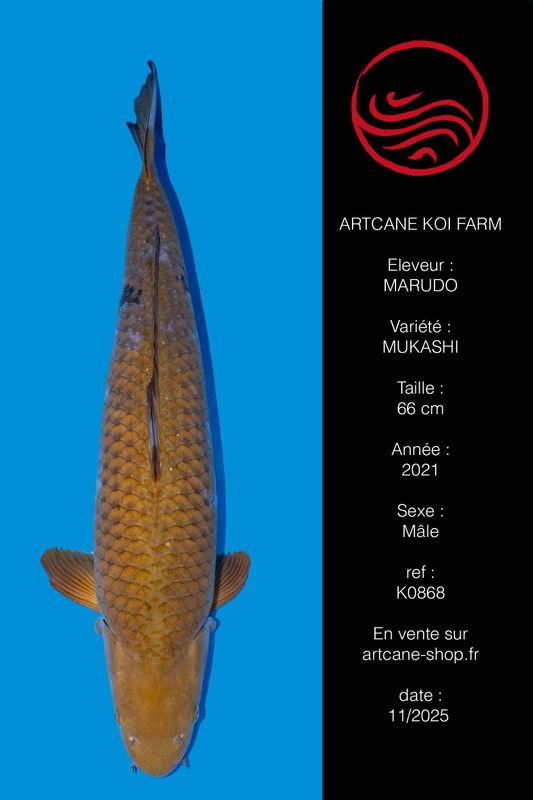 Ochiba Shigure 70 cm Ochiba Shigure 70 cm