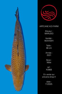 Ochiba Shigure 70 cm Ochiba Shigure 70 cm