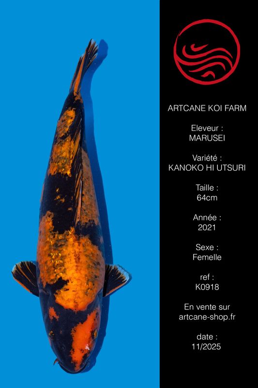 Kanoko Hi Utsuri 64 cm