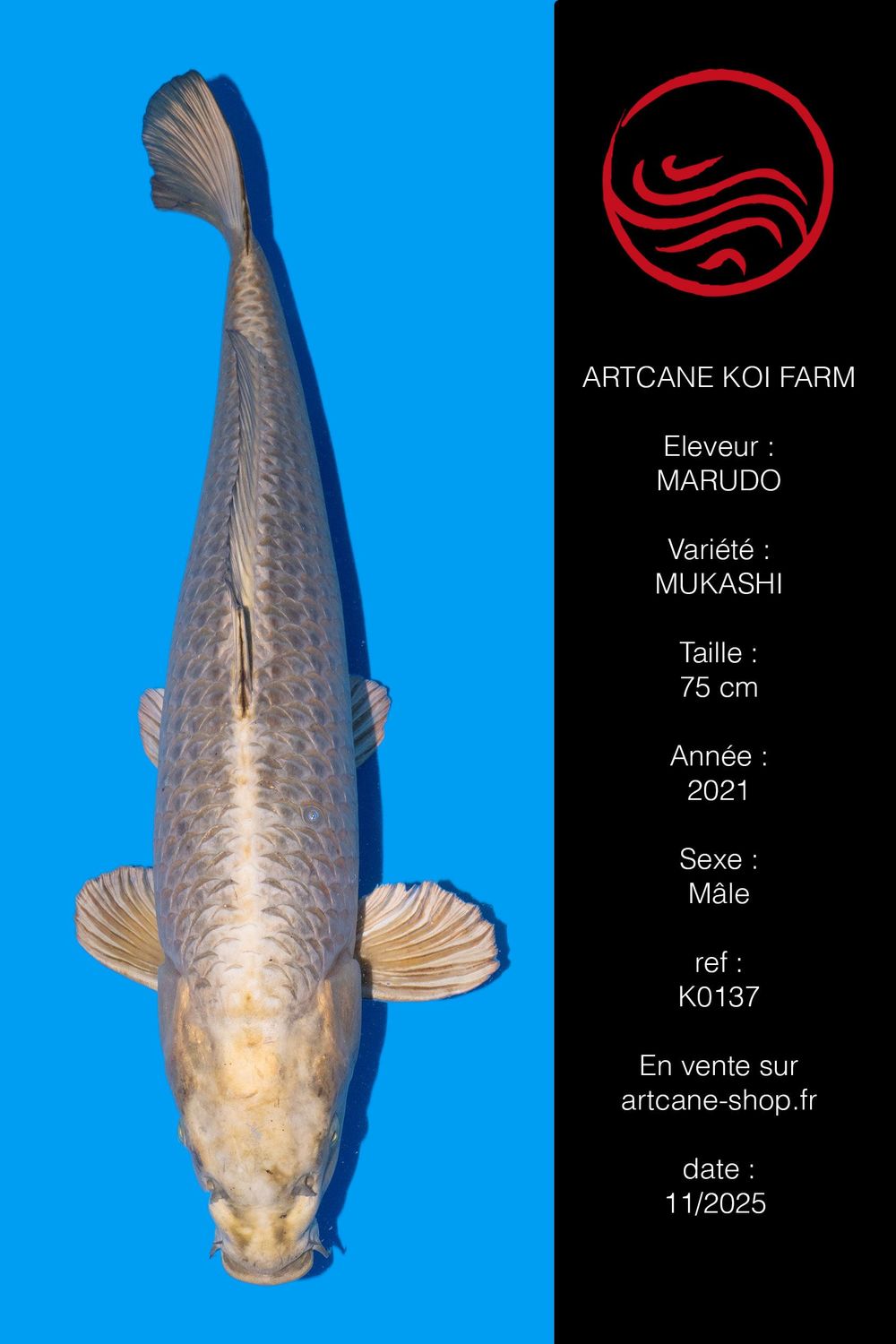 Mukashi ogon 75 CM Mukashi ogon 75 CM