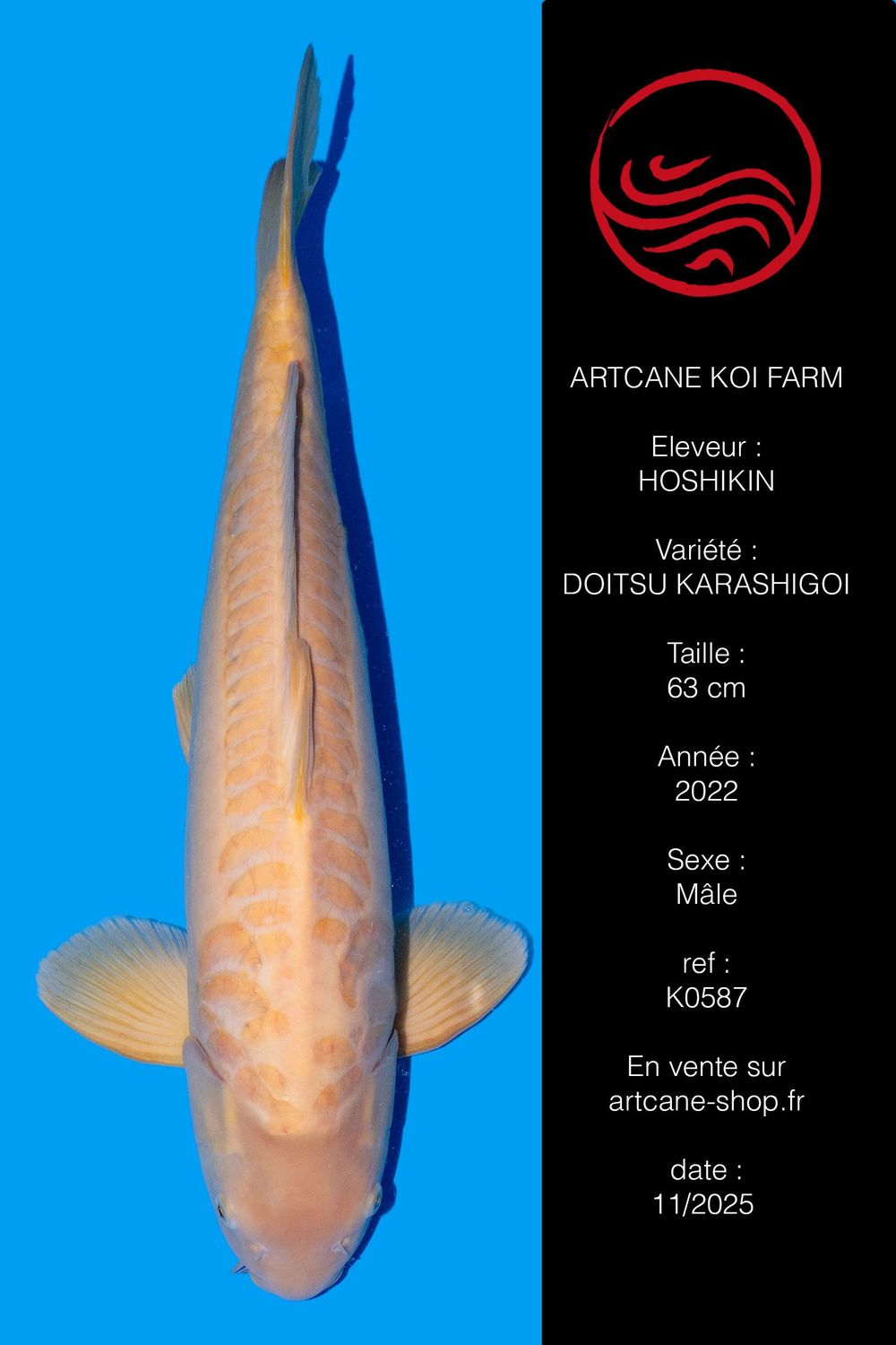 Doitsu Karashigoi 63 cm Doitsu Karashigoi 63 cm