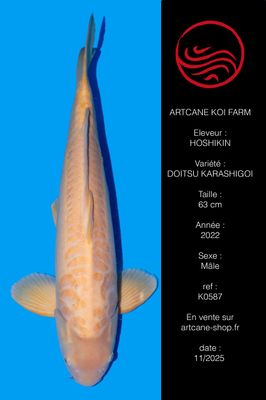 Doitsu Karashigoi 63 cm Doitsu Karashigoi 63 cm