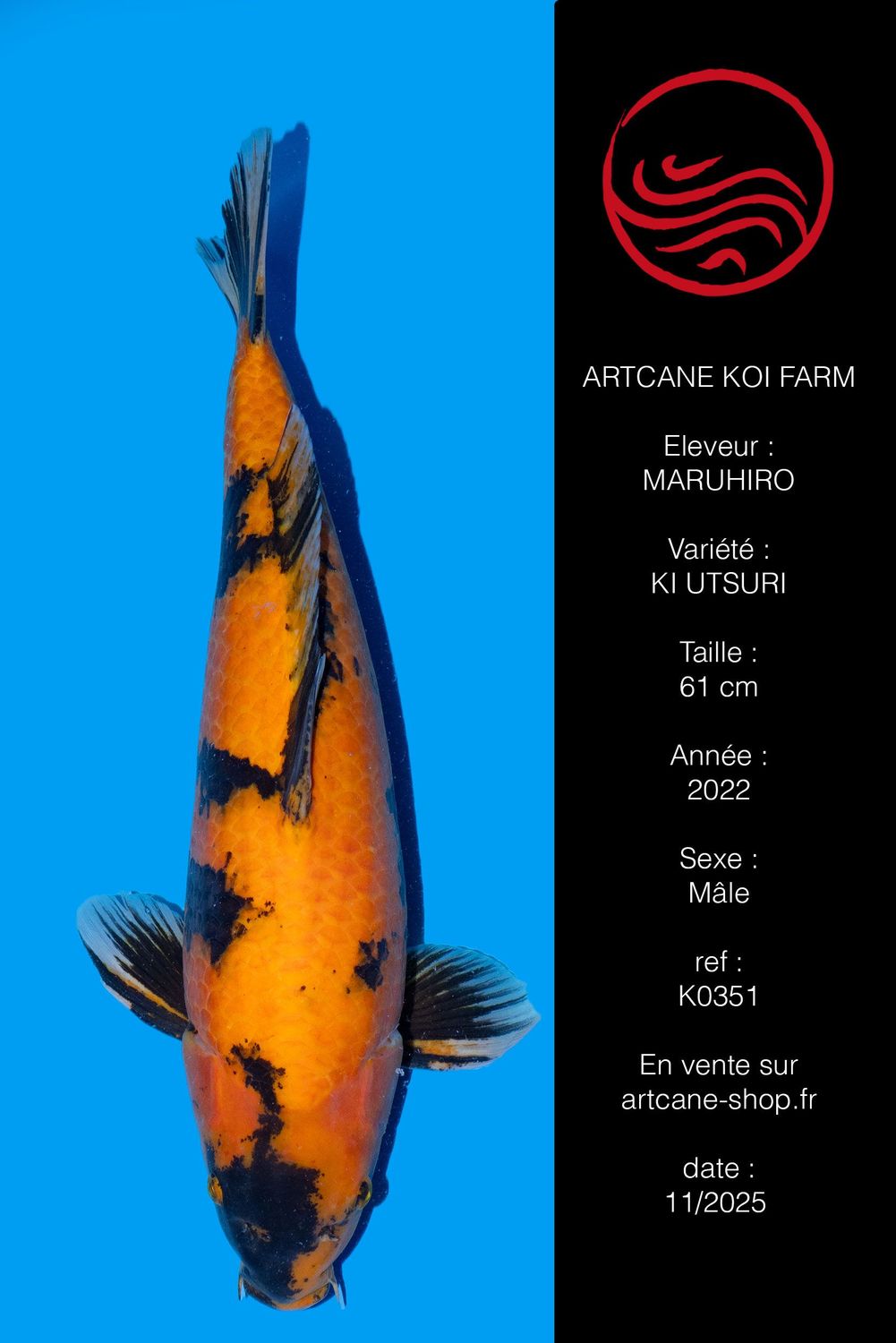 Ki Utsuri 61 cm Ki Utsuri 61 cm