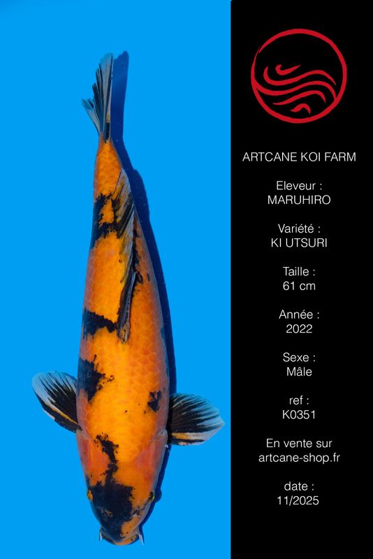 Ki Utsuri 61 cm Ki Utsuri 61 cm