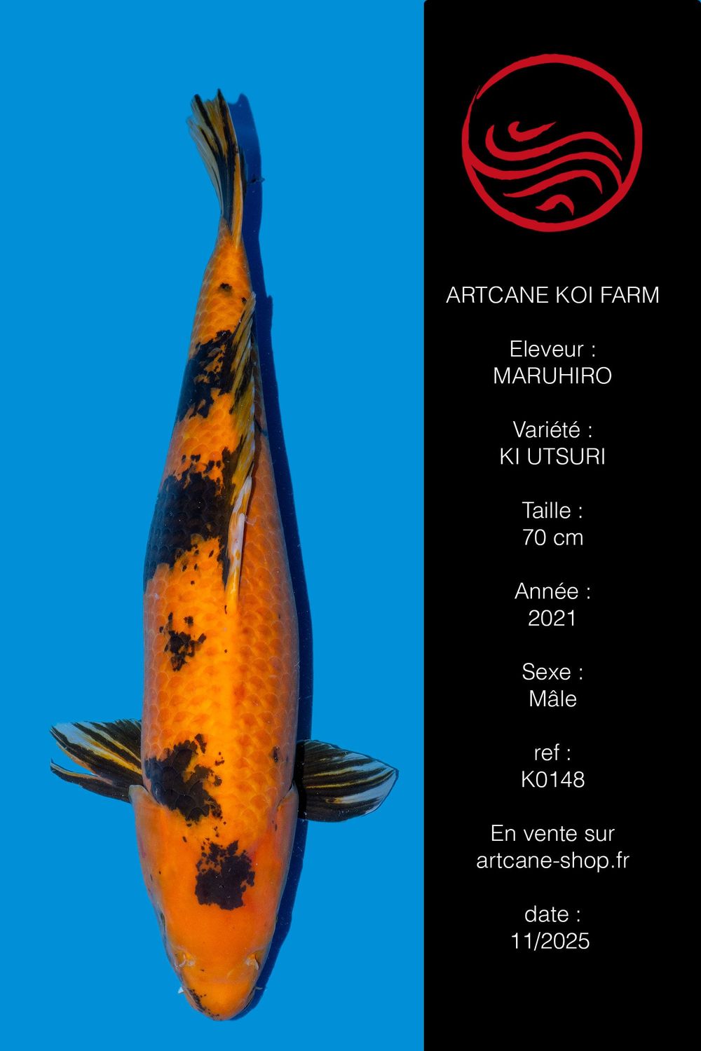 Ki Utsuri 70 cm Ki Utsuri 70 cm