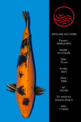 Ki Utsuri 70 cm Ki Utsuri 70 cm