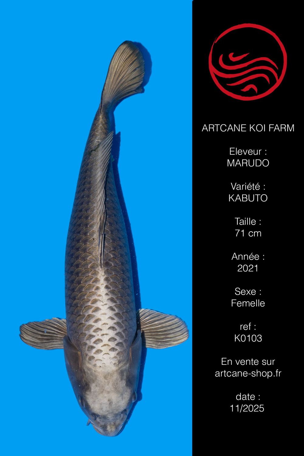 Gin Kabuto 71 cm Gin Kabuto 71 cm