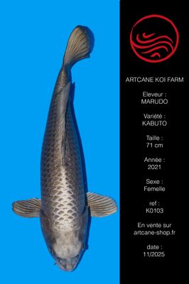 Gin Kabuto 71 cm Gin Kabuto 71 cm