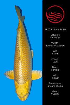 Botan (Yamabuki) 64 cm Botan (Yamabuki) 64 cm