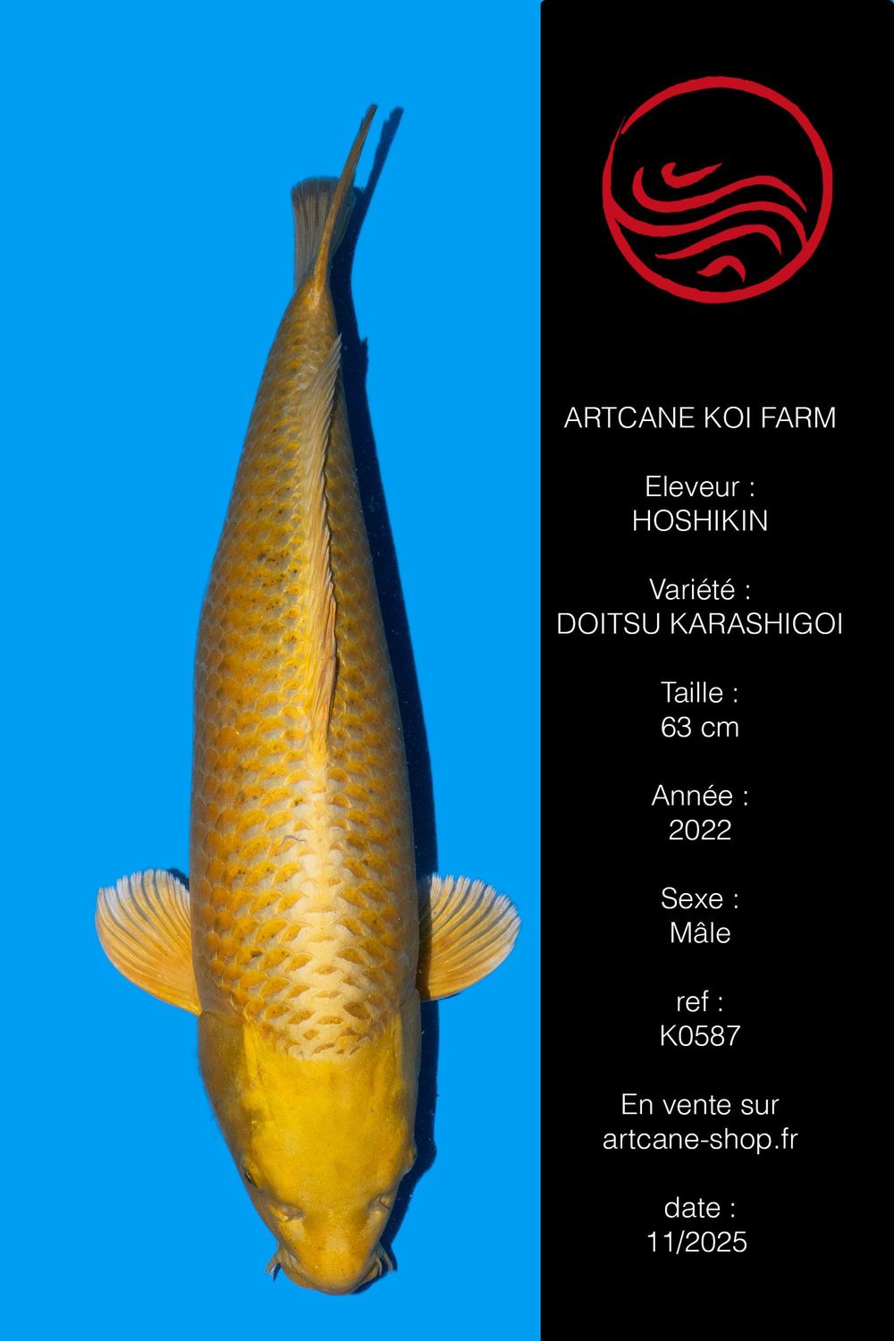 Botan (Yamabuki) 64 cm Botan (Yamabuki) 64 cm