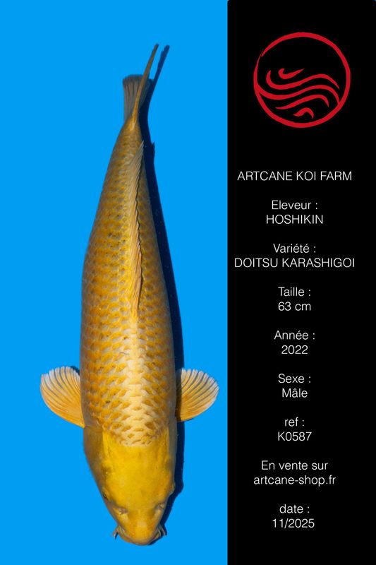 Botan (Yamabuki) 64 cm Botan (Yamabuki) 64 cm