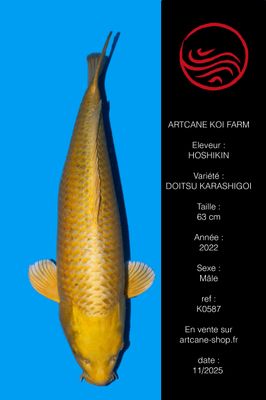 Botan (Yamabuki) 64 cm