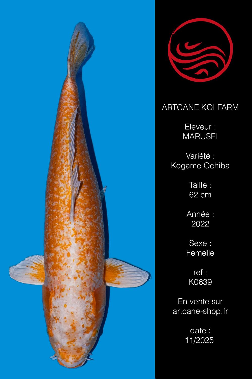 Kogane Ochiba 62 cm Kogane Ochiba 62 cm