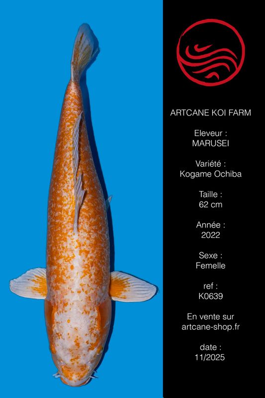 Kogane Ochiba 62 cm Kogane Ochiba 62 cm