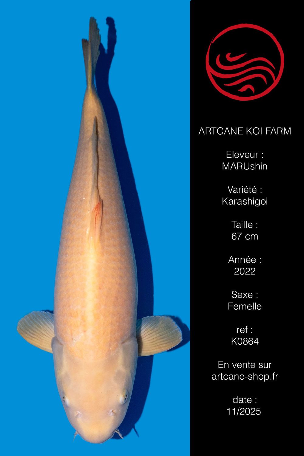 Karashigoi 65 cm Karashigoi 65 cm