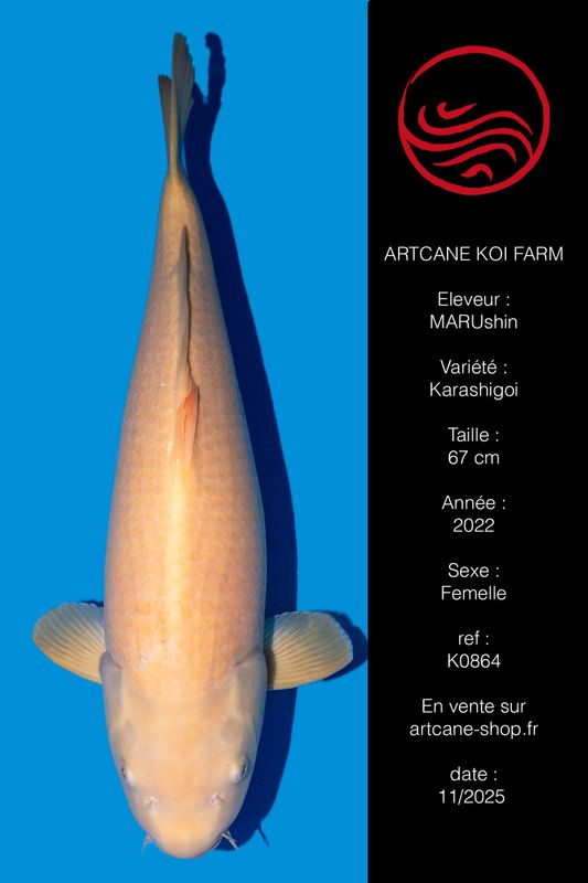 Karashigoi 65 cm Karashigoi 65 cm