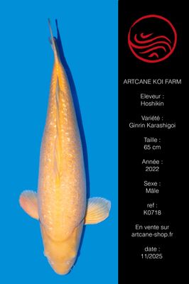 Ginrin Karashigoi Ginrin Karashigoi