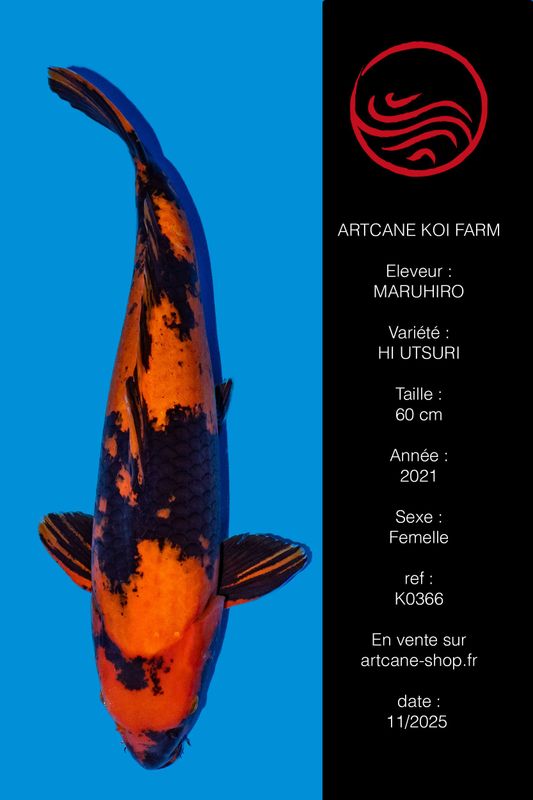 Hi Utsuri 60 cm Hi Utsuri 60 cm