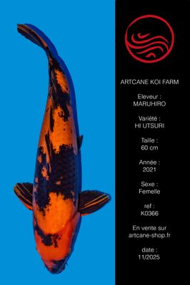 Hi Utsuri 60 cm Hi Utsuri 60 cm