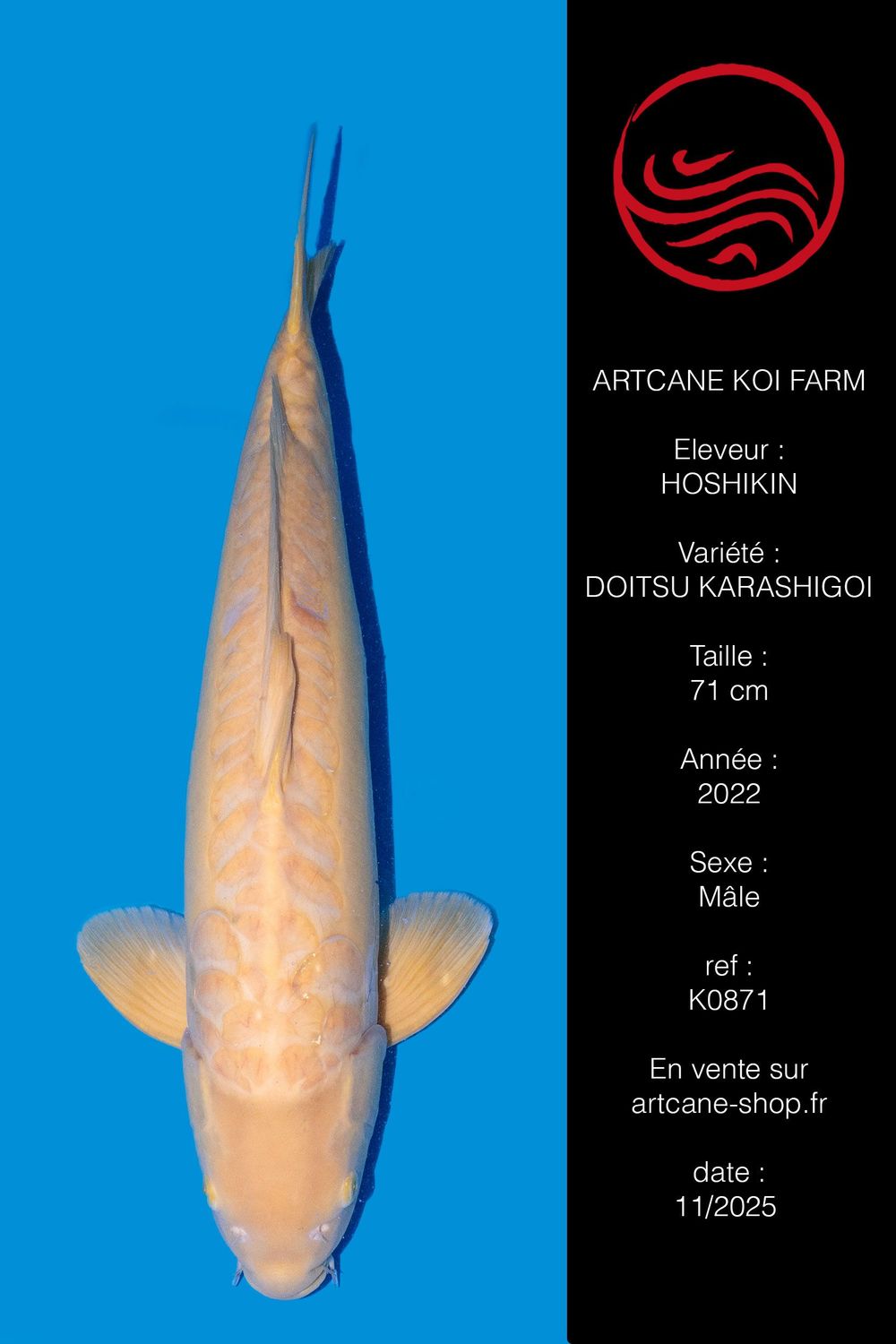 Doitsu Karashigoi 71 cm Doitsu Karashigoi 71 cm