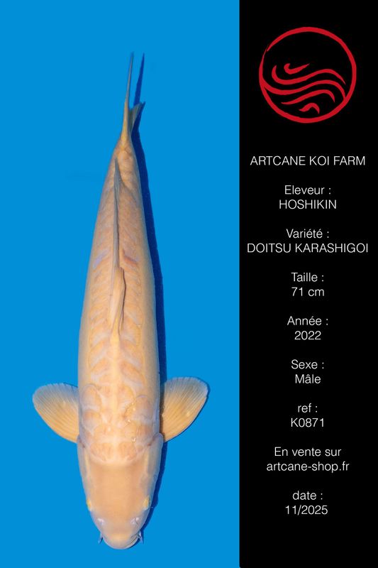 Doitsu Karashigoi 71 cm Doitsu Karashigoi 71 cm