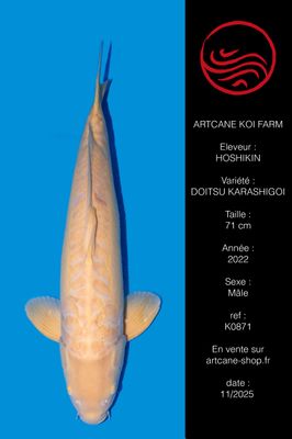 Doitsu Karashigoi 71 cm Doitsu Karashigoi 71 cm