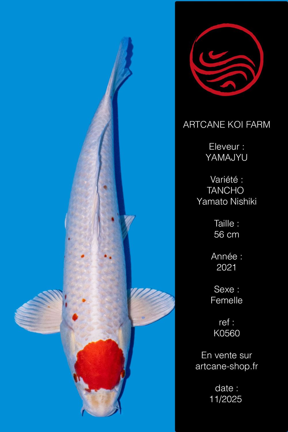 Tancho Yamato Nishiki 56 cm Tancho Yamato Nishiki 56 cm