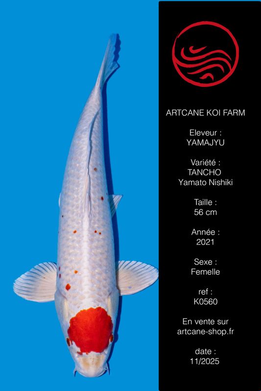 Tancho Yamato Nishiki 56 cm Tancho Yamato Nishiki 56 cm