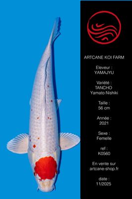 Tancho Yamato Nishiki 56 cm