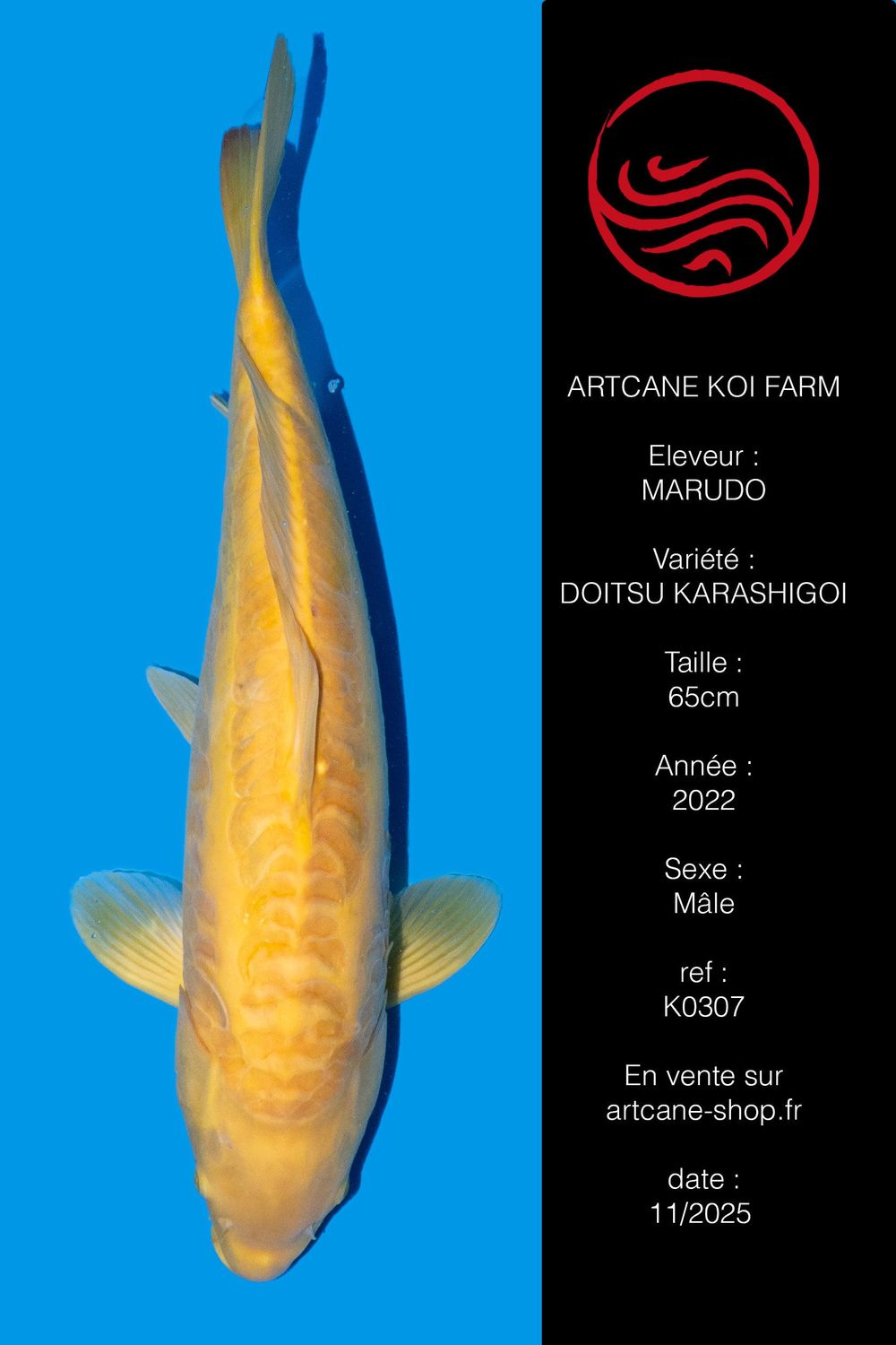 Doitsu Karashigoi 65 cm Doitsu Karashigoi 65 cm