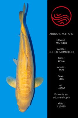 Doitsu Karashigoi 65 cm Doitsu Karashigoi 65 cm