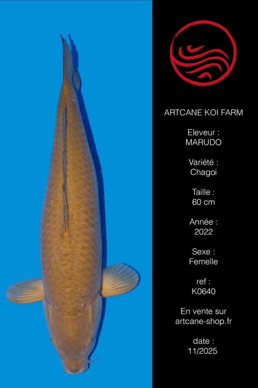 Chagoi 60 cm Chagoi 60 cm