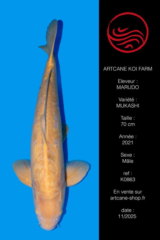 Doitsu Karashigoi 70 cm Doitsu Karashigoi 70 cm