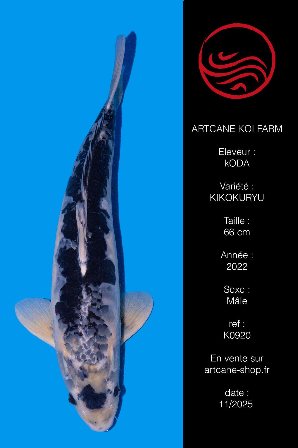 Kikokuryu 66 cm Kikokuryu 66 cm