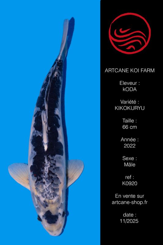 Kikokuryu 66 cm Kikokuryu 66 cm