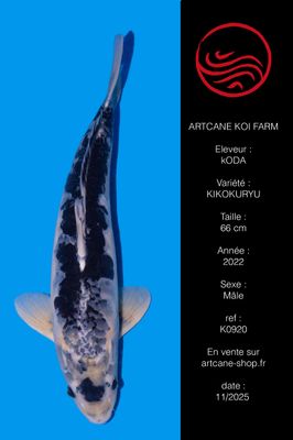 Kikokuryu 66 cm Kikokuryu 66 cm