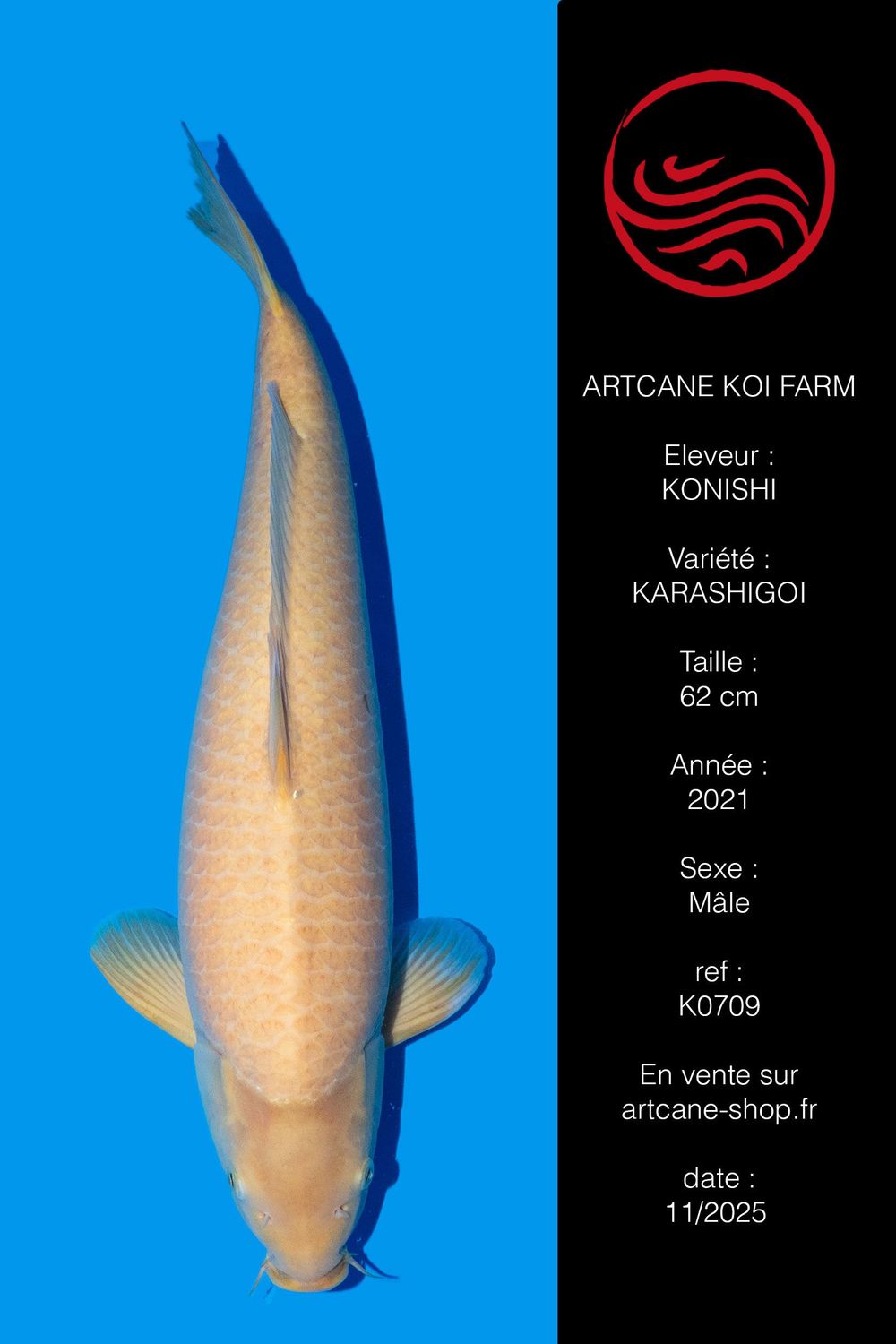 Karashigoi 62 cm Karashigoi 62 cm