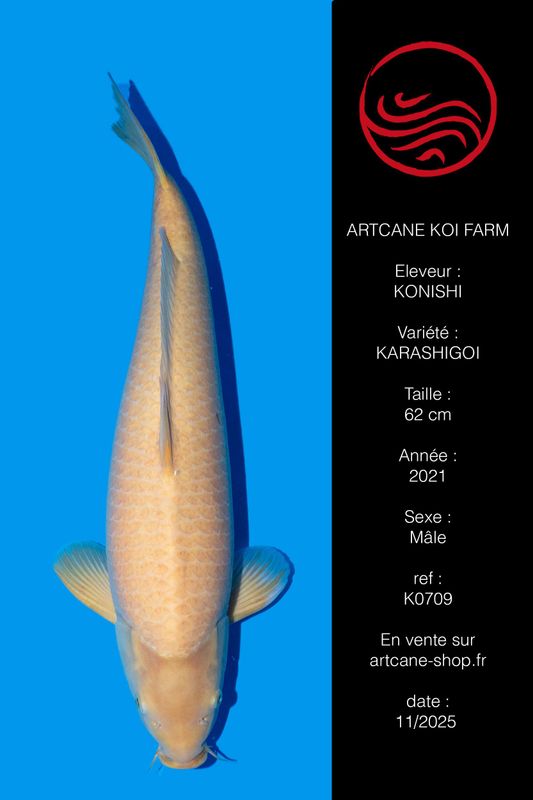 Karashigoi 62 cm Karashigoi 62 cm