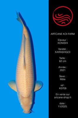 Karashigoi 62 cm Karashigoi 62 cm