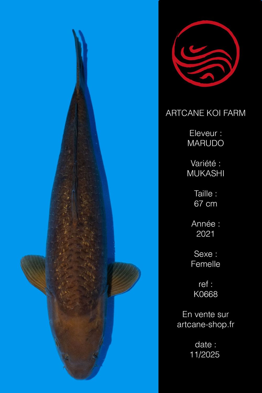 Ginrin Chagoi 65 cm Ginrin Chagoi 65 cm